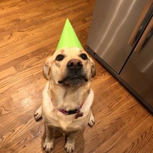 Meet your Posher, Louisa